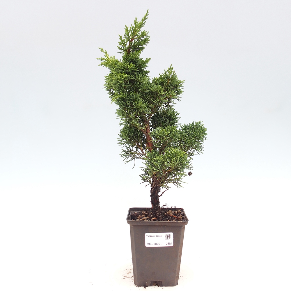 Outdoor bonsai - Juniperus chinensis Kishu - chiński jałowiec
