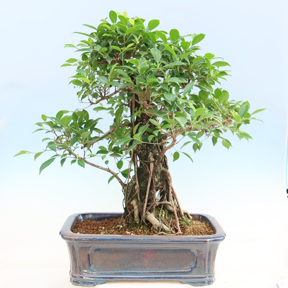 Pokój bonsai - Ficus kimmen - figowiec drobnolistny