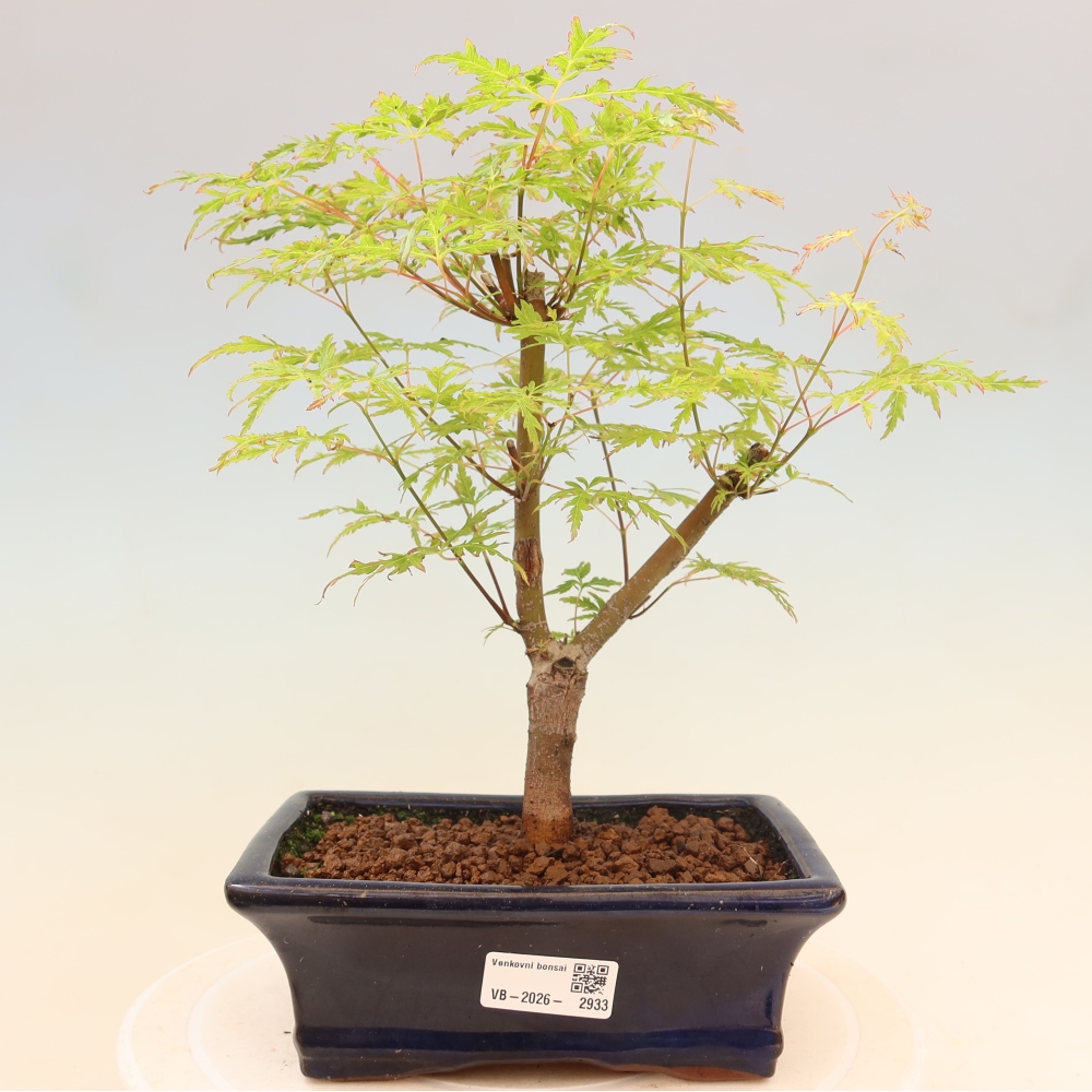 Bonsai ogrodowe – Acer palmatum Dissectum – klon palmowy 