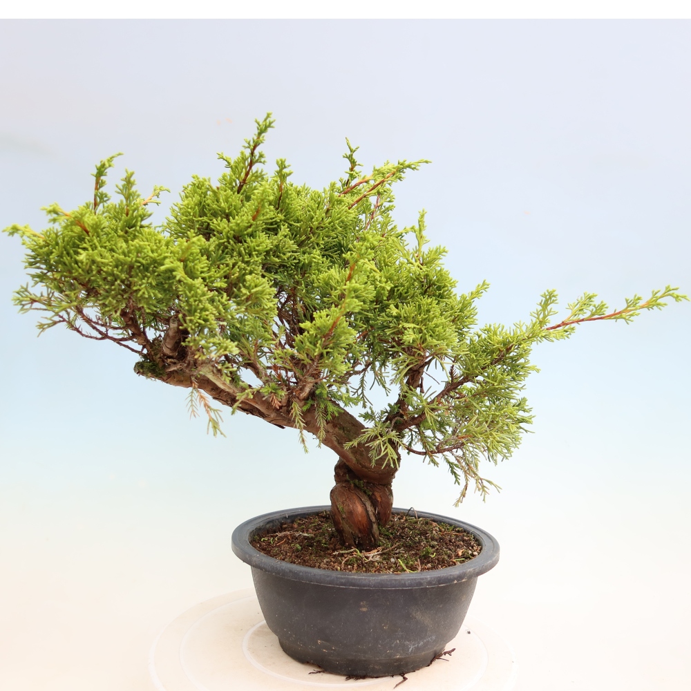 Bonsai ogrodowe – Juniperus chinensis Itoigawa – jałowiec chiński