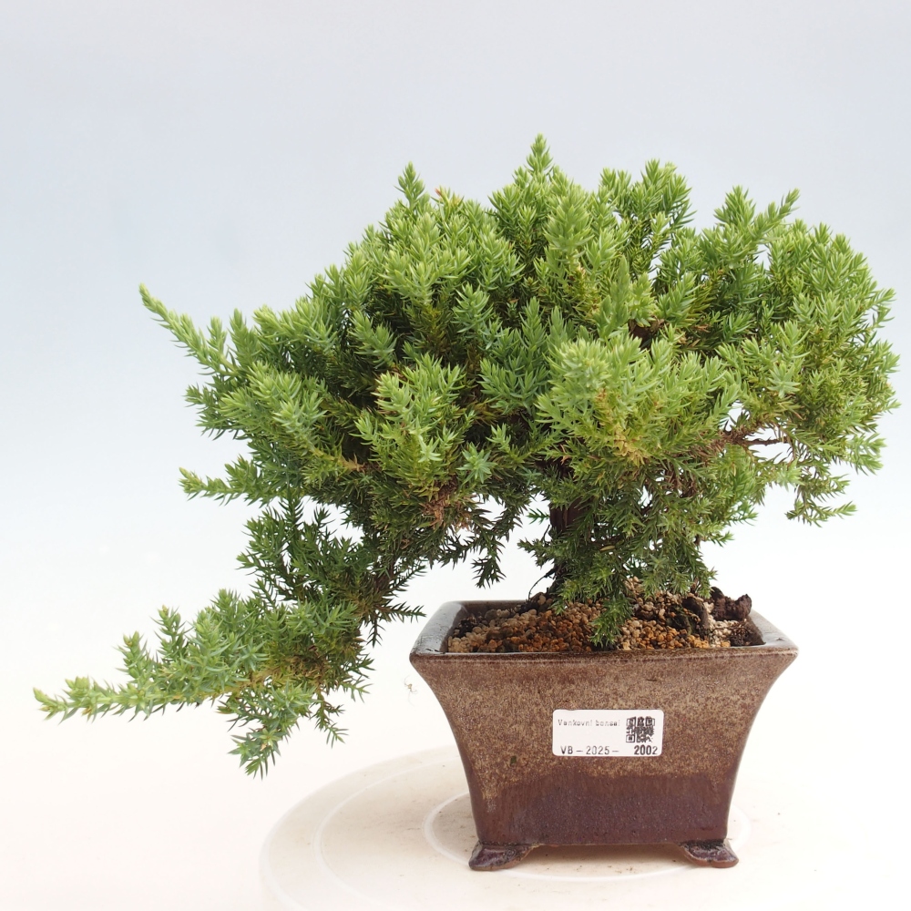 Plenerowe bonsai - Juniperus procumbens - Prostrate Juniper