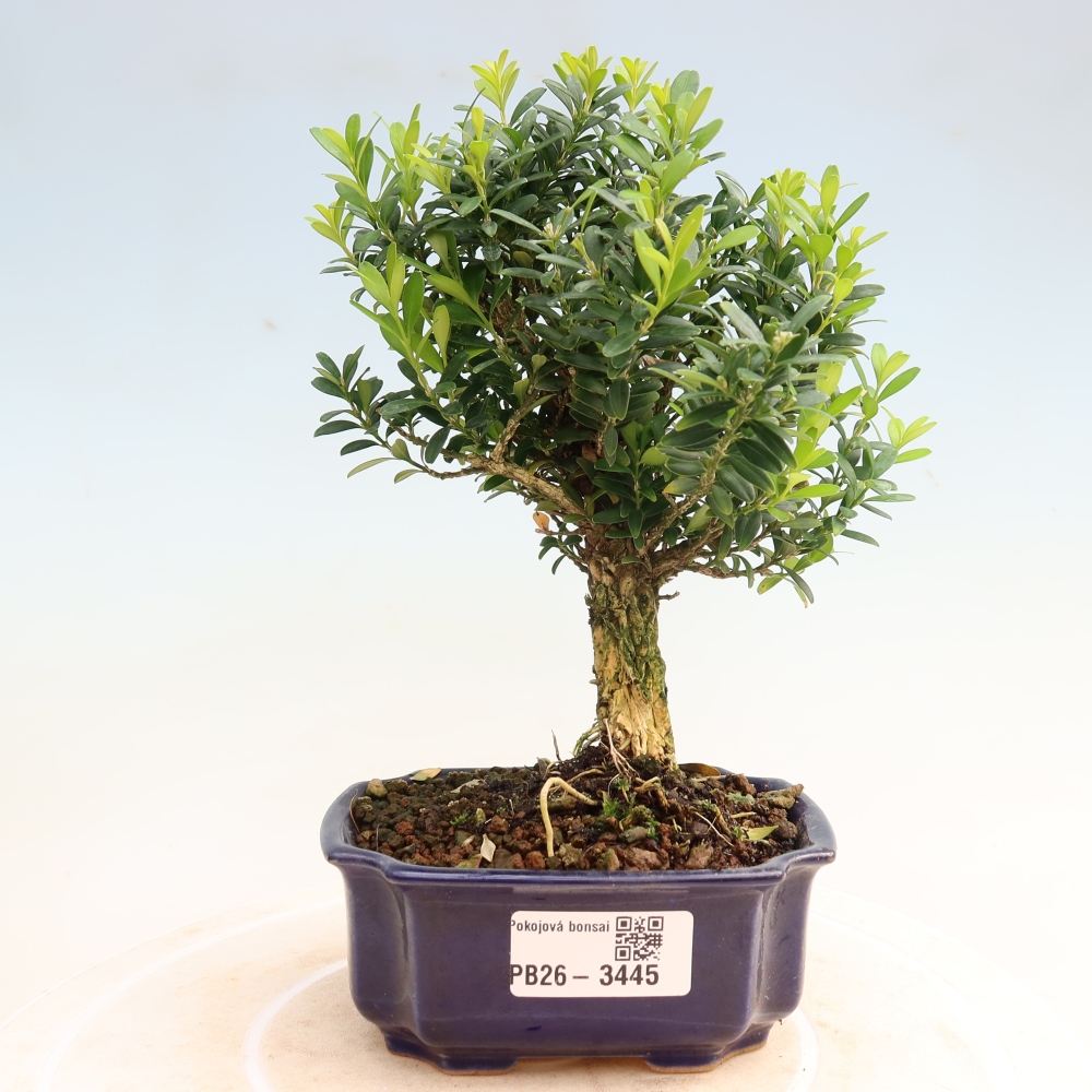 Pokój bonsai - Buxus harlandii - buxus korkowy