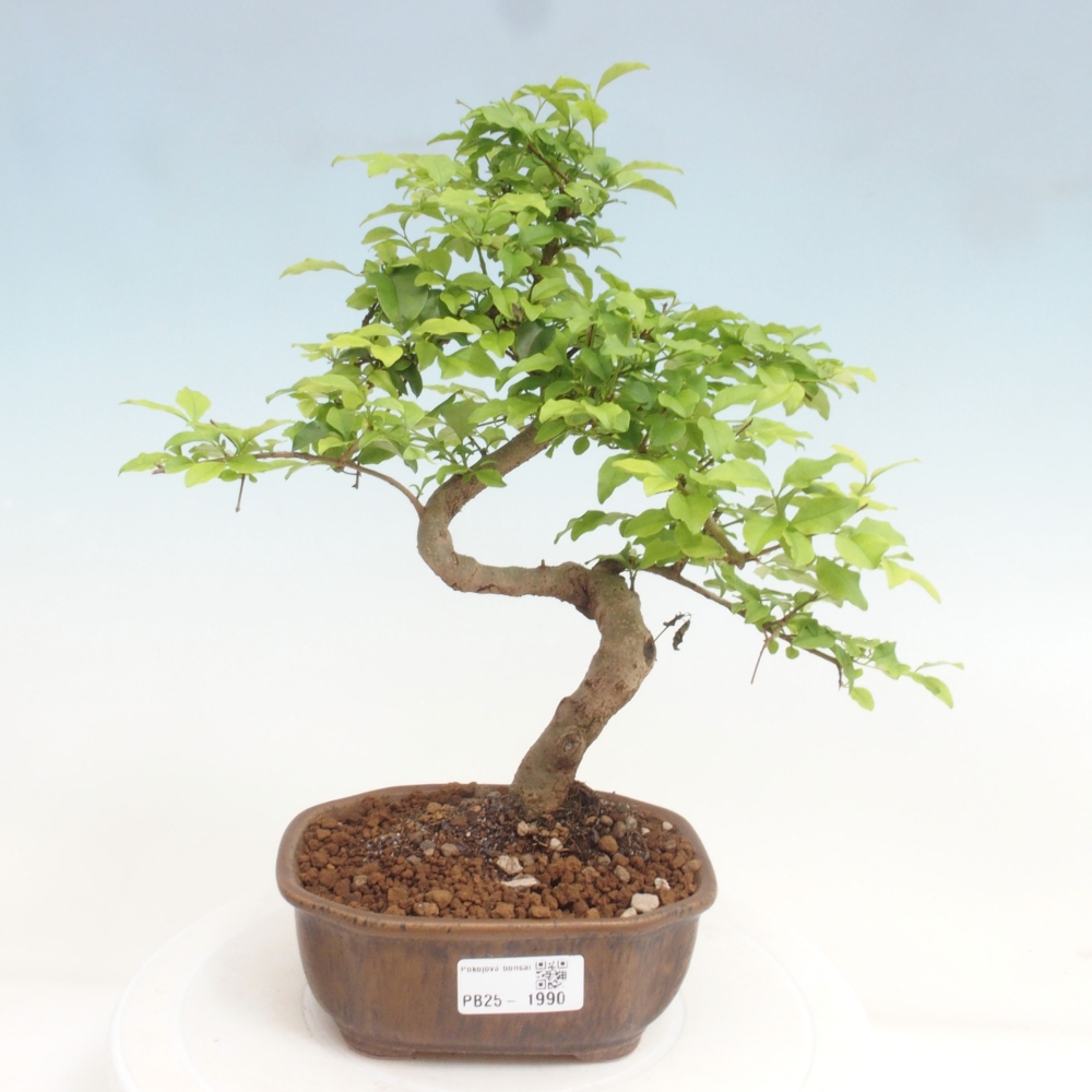 Indoor bonsai -Ligustrum chinensis - dziób ptaka