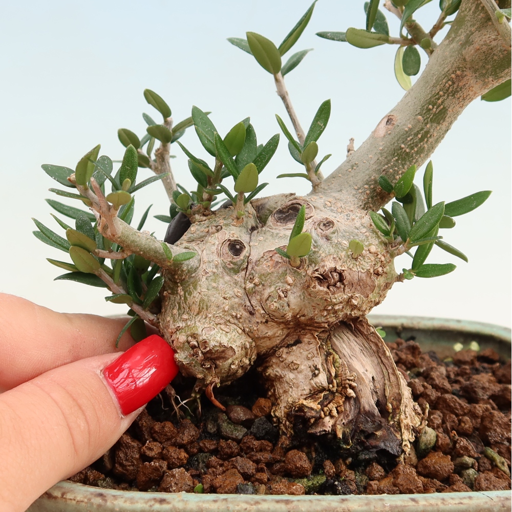 Bonsai do wnętrz - Olea europaea sylvestris