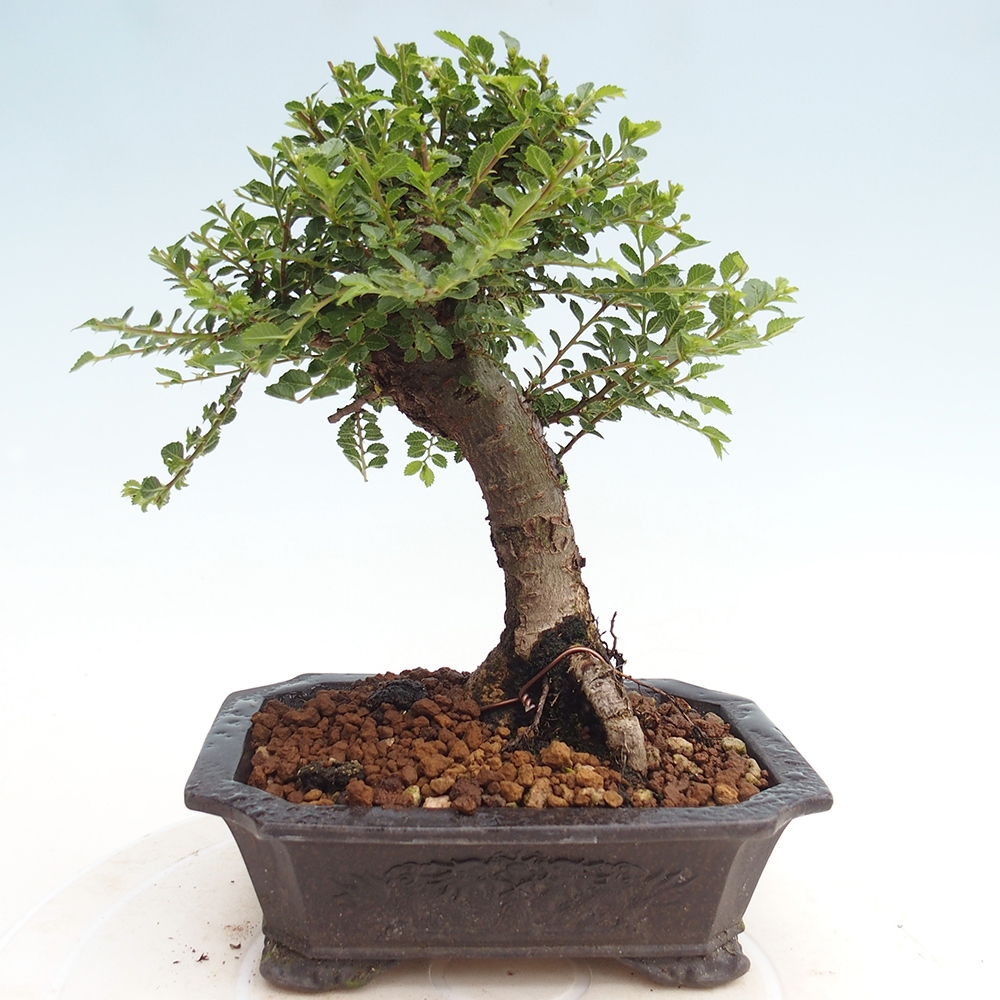 Bonsai zewnętrzne - Ulmus parvifolia Hokkaido - wiąz chiński