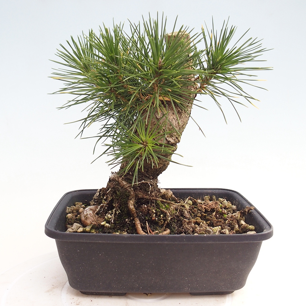 Outdoor bonsai - Pinus thunbergii - sosna Thunberga