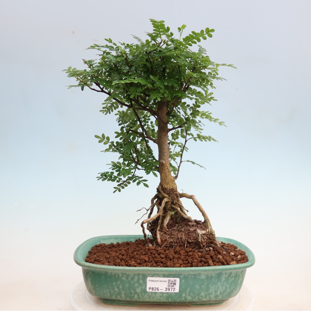 Pokój bonsai - Zantoxylum piperitum - drzewo pieprzowe