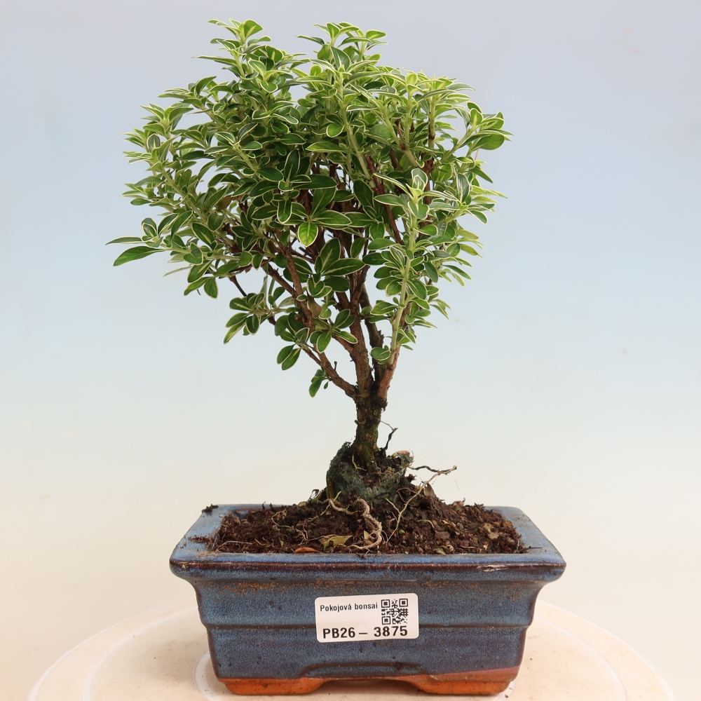 Bonsai pokojowe – Serissa foetida Variegata – Drzewo tysiąca gwiazd