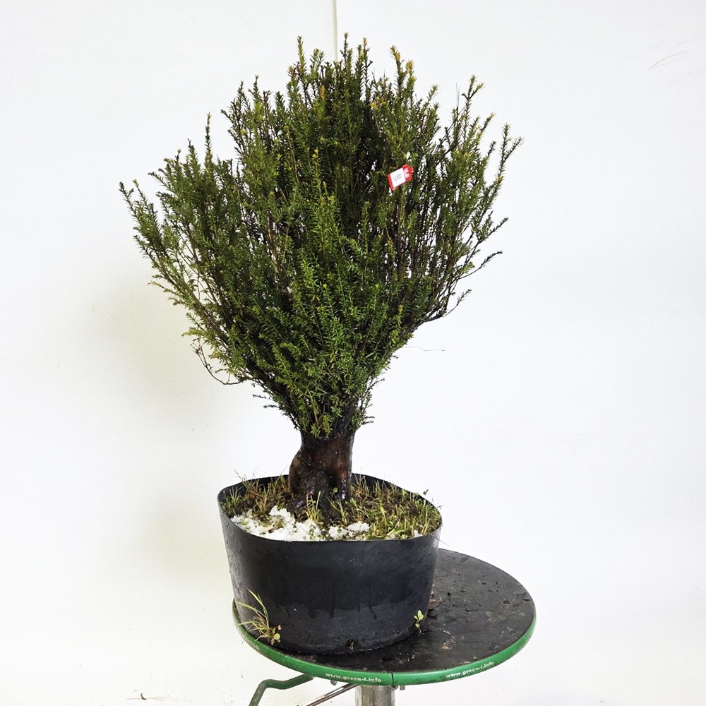 Outdoor bonsai cis japoński - Taxus cuspidata