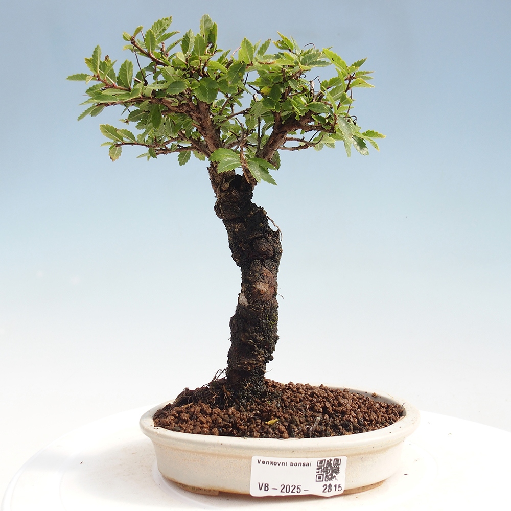 Outdoor bonsai - Zelkova - Zelkova NIRE