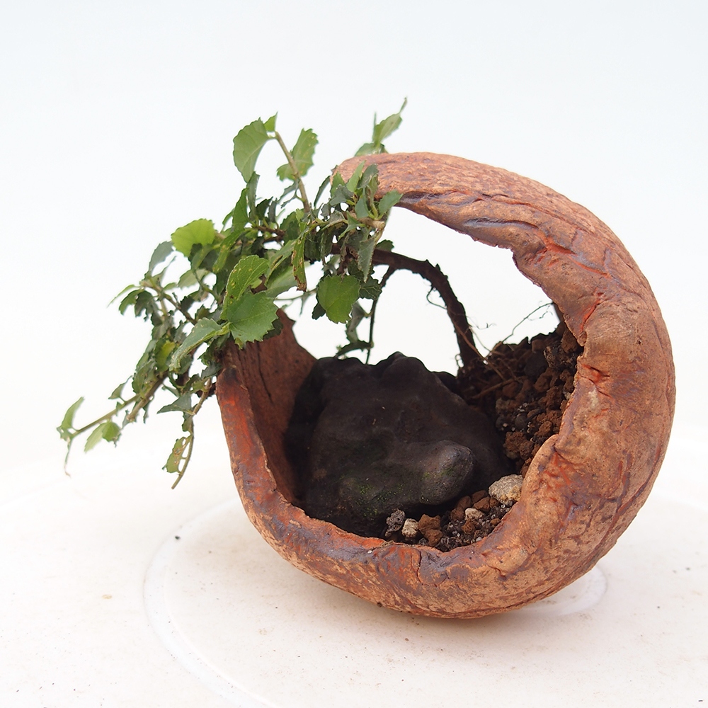 Pokój bonsai - Grewia sp. - Grewia malafolia