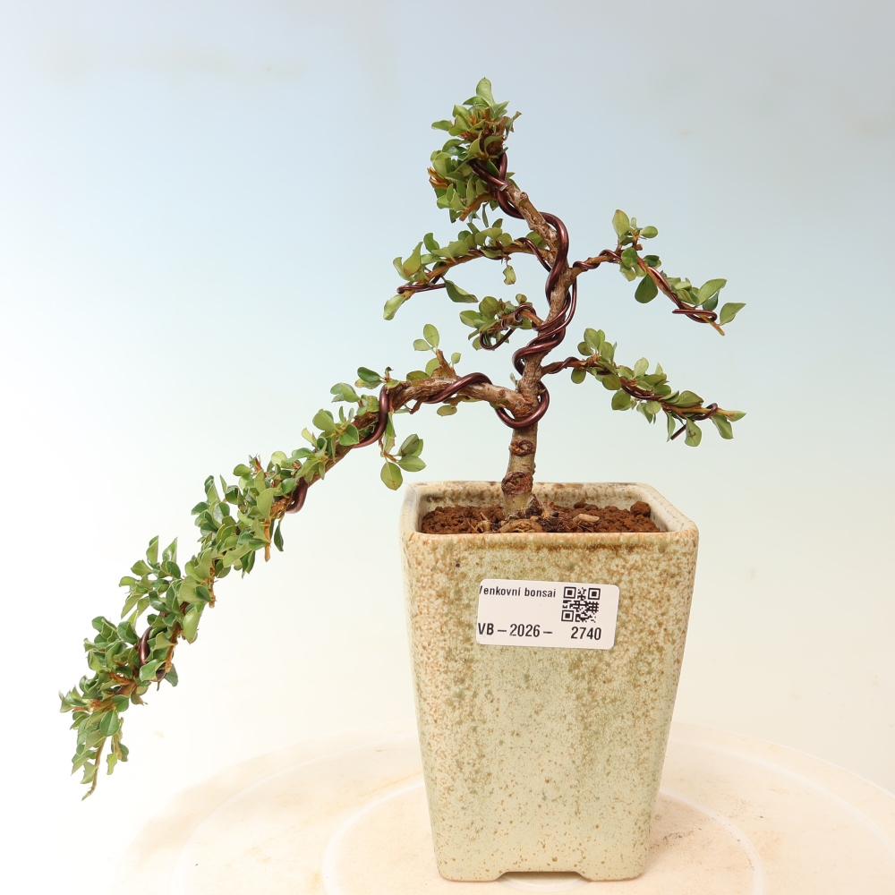 Outdoor bonsai - irga pozioma - Rocky Mountain