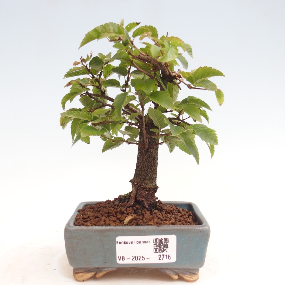 Na zewnątrz bonsai-Karpiny KARPINOWE - Koreański Grab