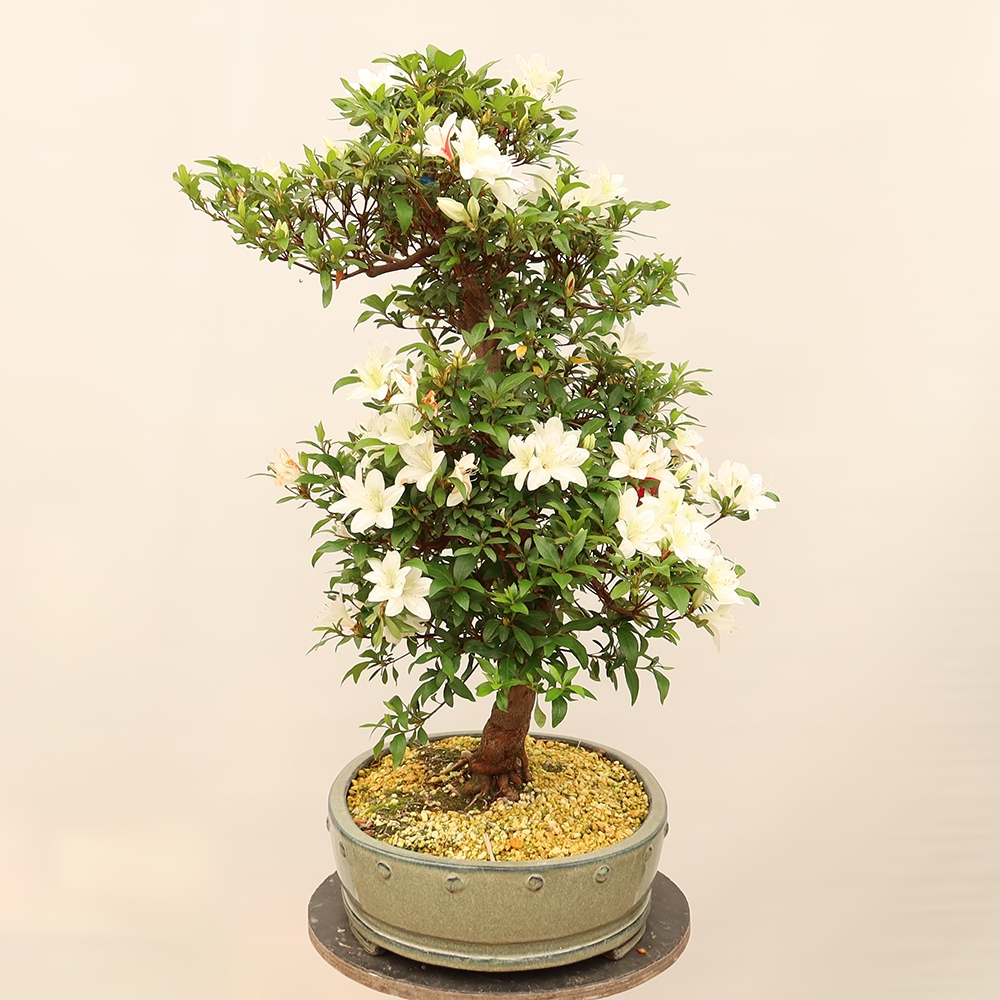Bonsai zewnętrzne - Azalia japońska - Azalia CHIHIRO