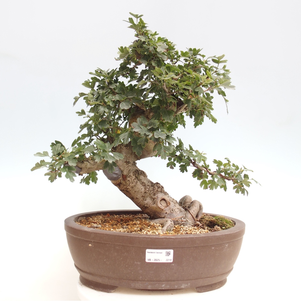 Bonsai zewnętrzne - Głóg różowy, pełnokwiatowy - Crataegus 