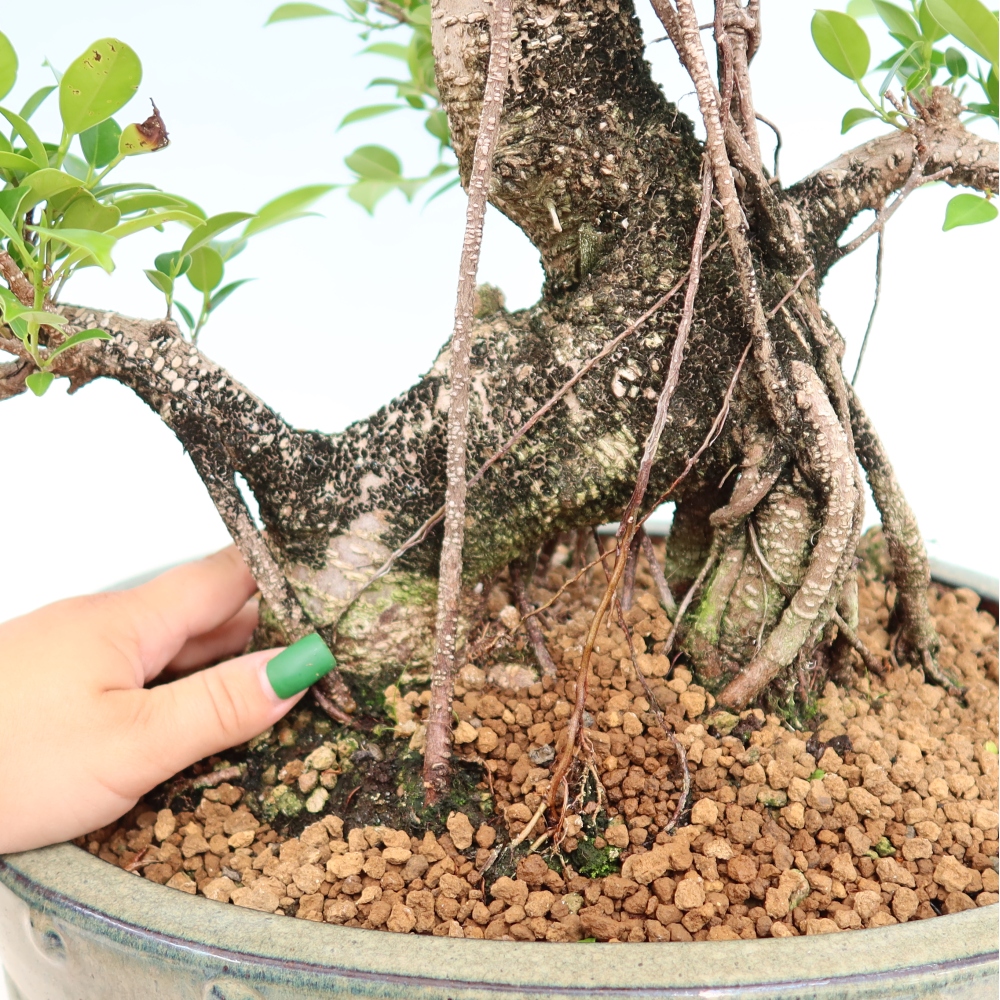 Pokój bonsai - Ficus kimmen - figowiec drobnolistny
