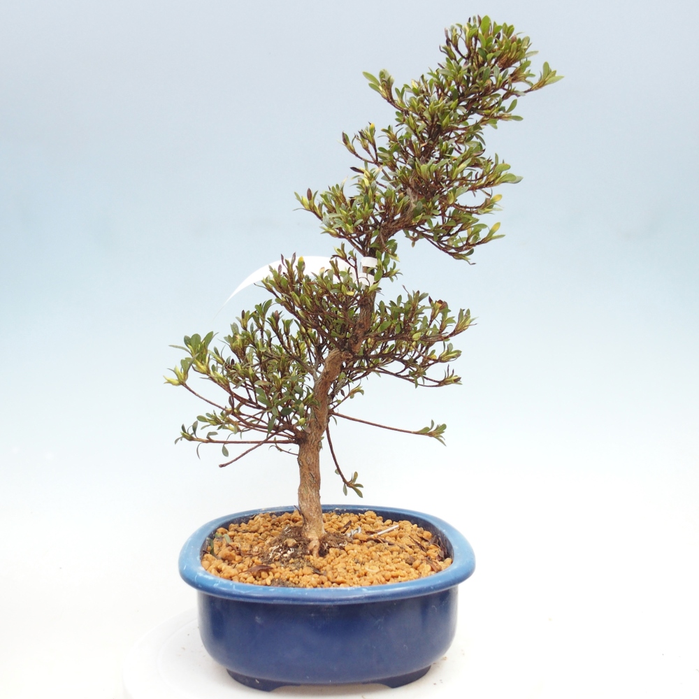 Bonsai zewnętrzne - Azalia japońska - Azalia Nikko