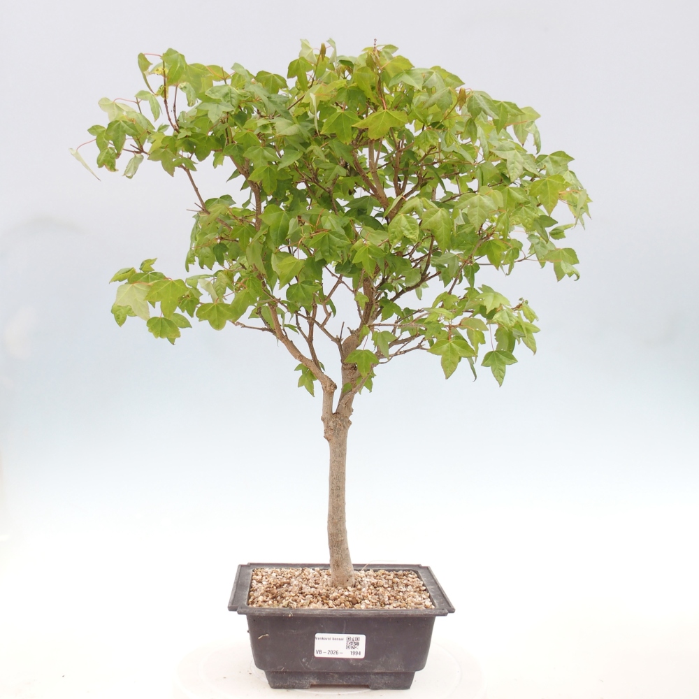 Outdoor bonsai - Acer Buergerianum - Klon Burger