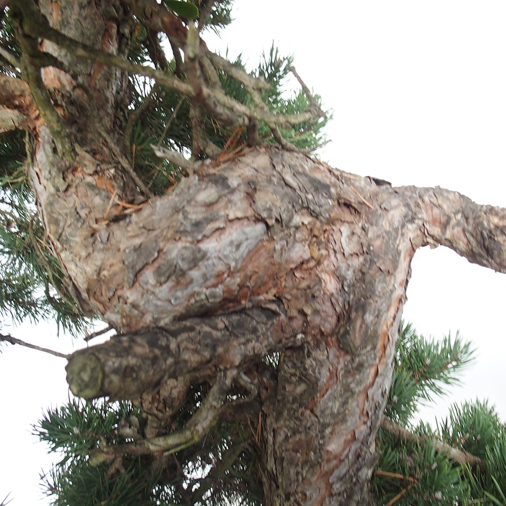 Yamadori - Pinus sylvestris Hiszpania