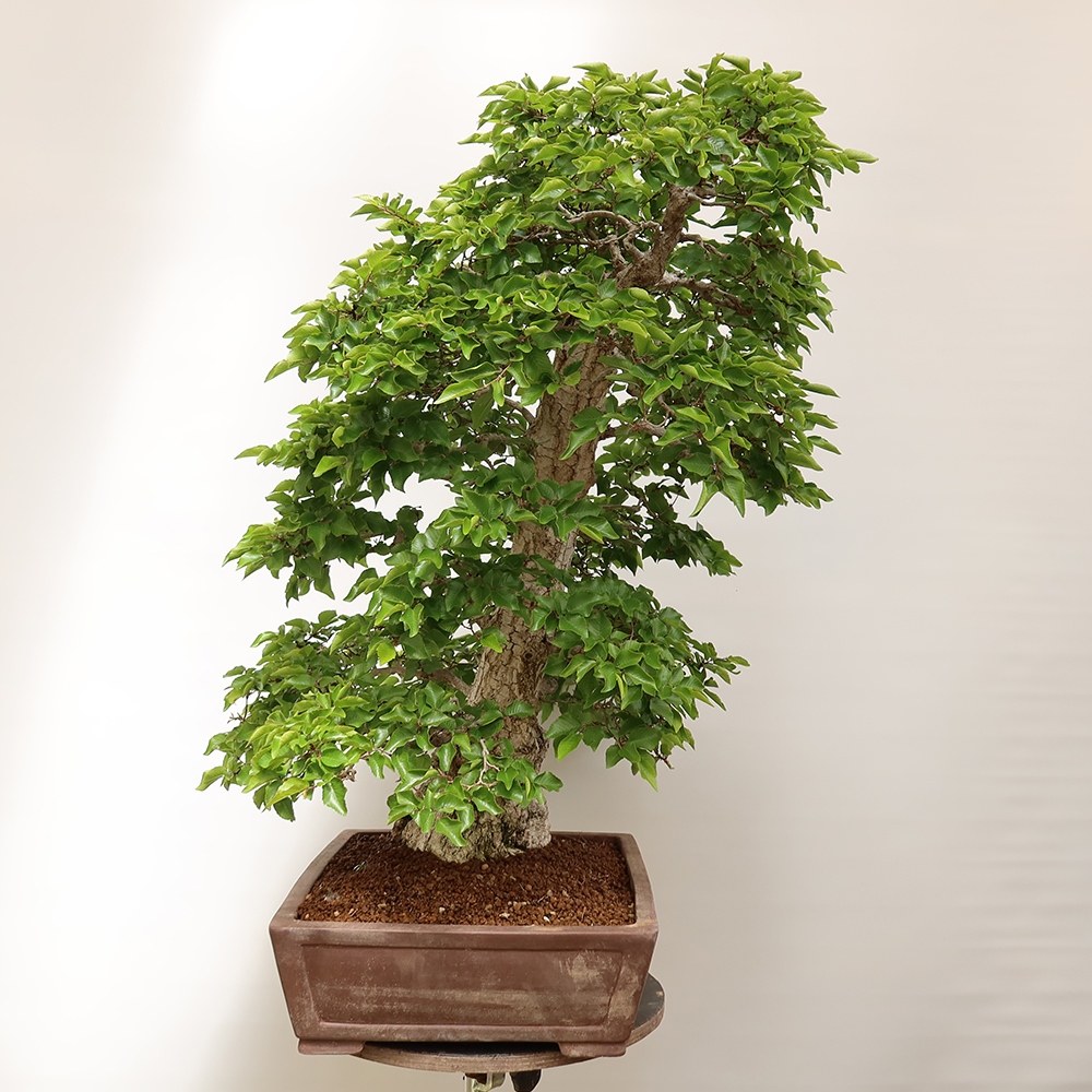 Bonsai plenerowe - Carpinus Coreana - grab koreański