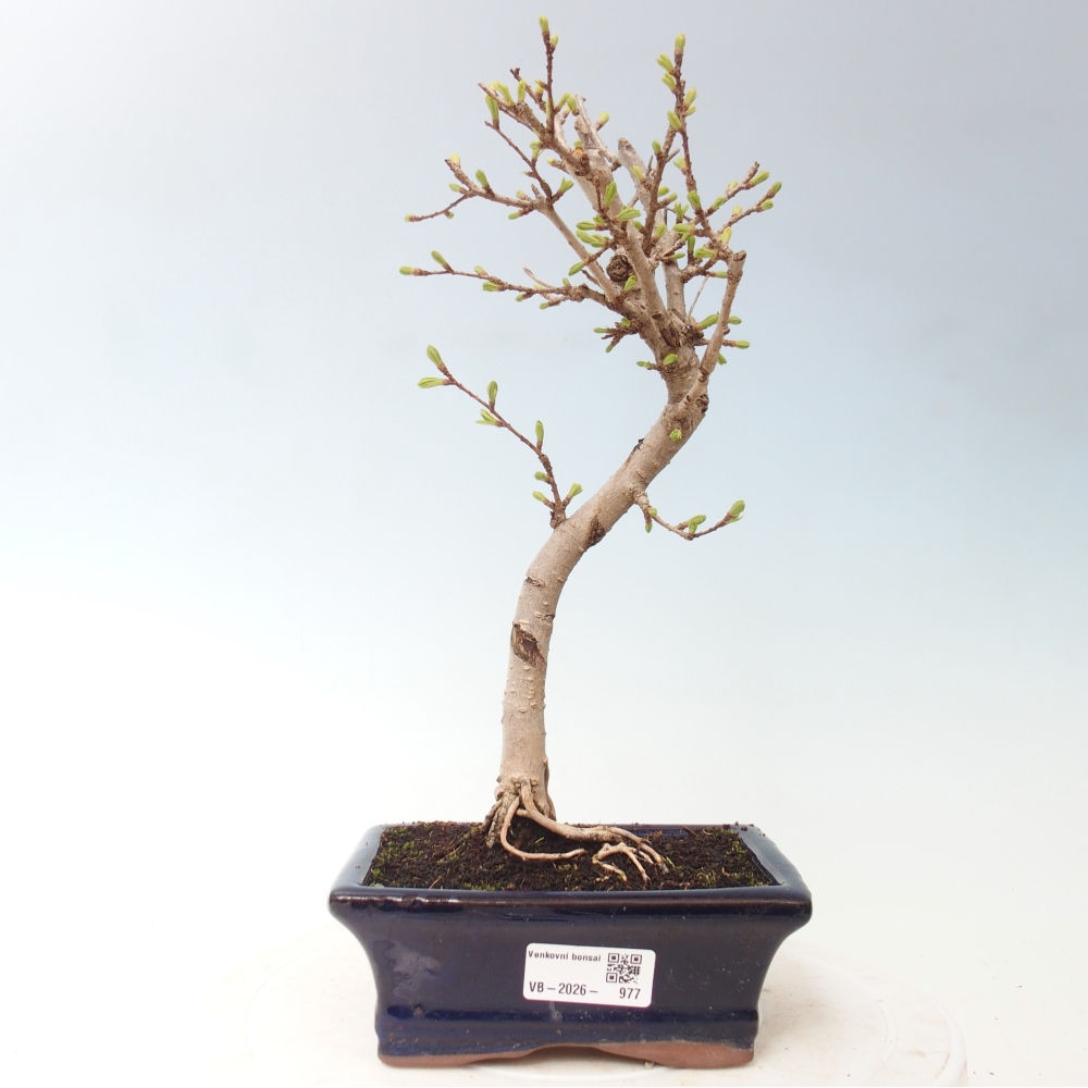 Bonsai zewnętrzne - Pseudolarix amabis-Pseudolarix amabis