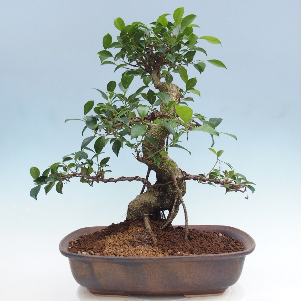 Pokój bonsai - Ficus retusa - figowiec drobnolistny