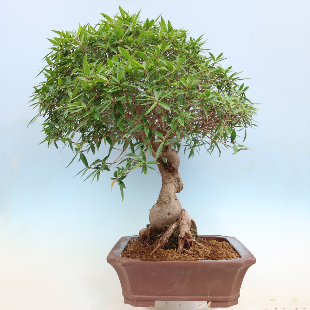 Pokój bonsai - Ficus nerifolia - figowiec drobnolistny