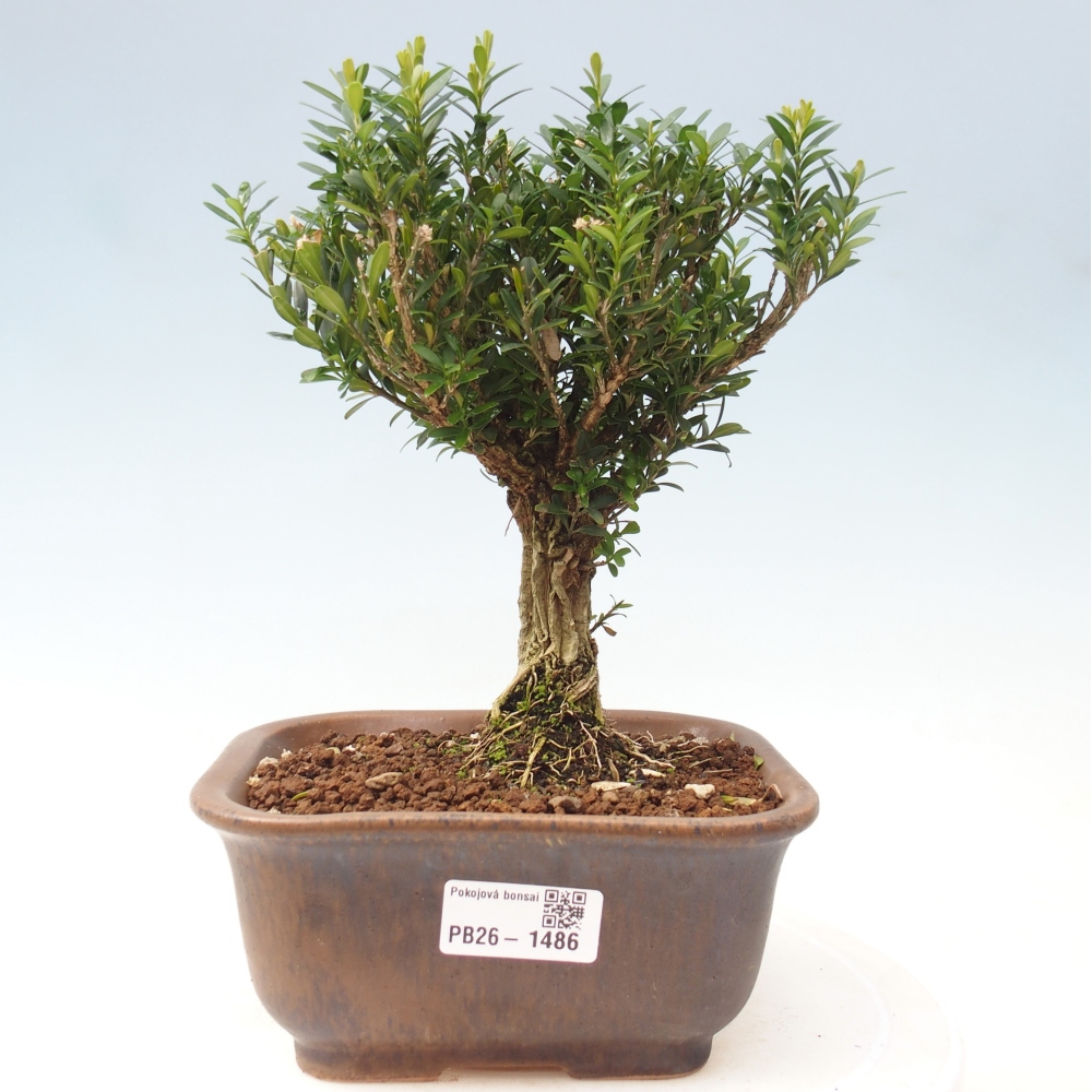 Pokój bonsai - Buxus harlandii - buxus korkowy