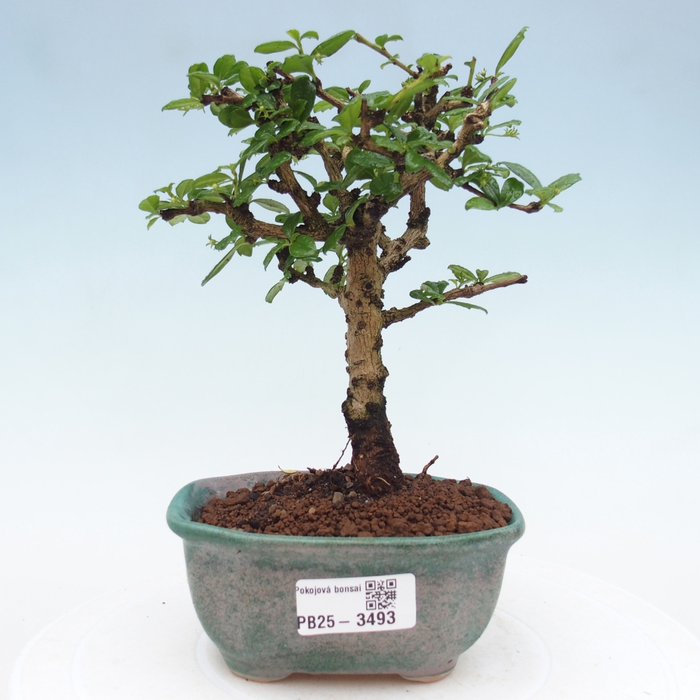 Bonsai pokojowe - Carmona macrophylla - Tea fuki