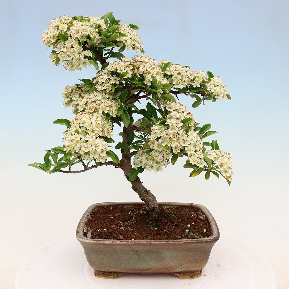 Bonsai ogrodowe – Pyracantha teton – ognik szkarłatny