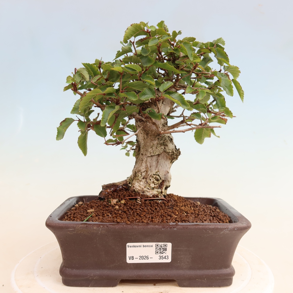 Outdoor bonsai - Carpinus CARPINOIDES - grab koreański