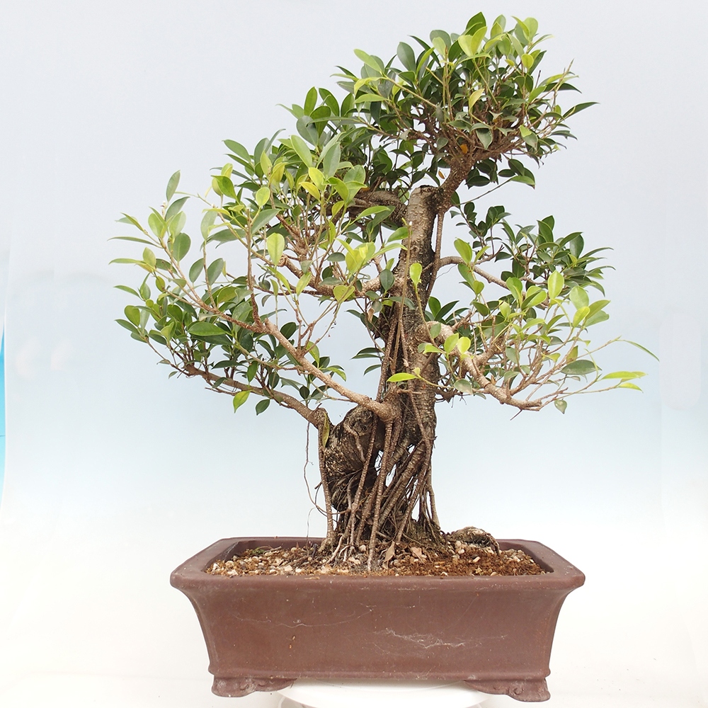 Bonsai pokojowe - Ficus kimmen - figowiec drobnolistny - WYŁĄCZNIE ODBIÓR OSOBISTY lub transport paletowy