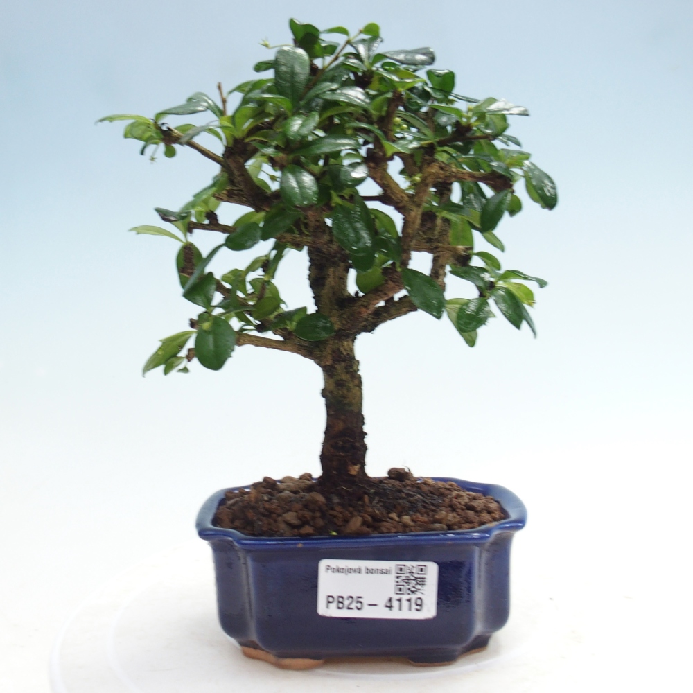 Bonsai pokojowe - Carmona macrophylla - Tea fuki