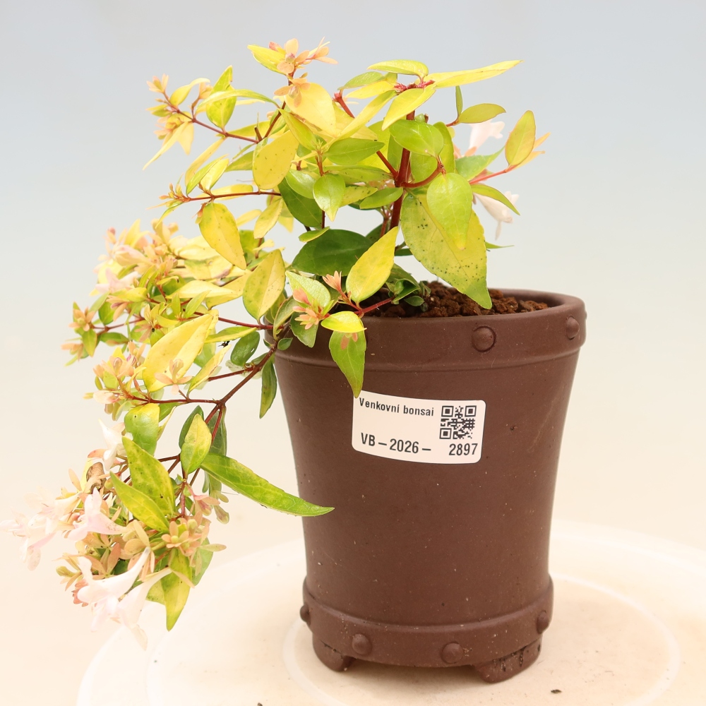 Bonsai ogrodowe – Abelia gr. Kleidoscope – Abelia wielkokwiatowa