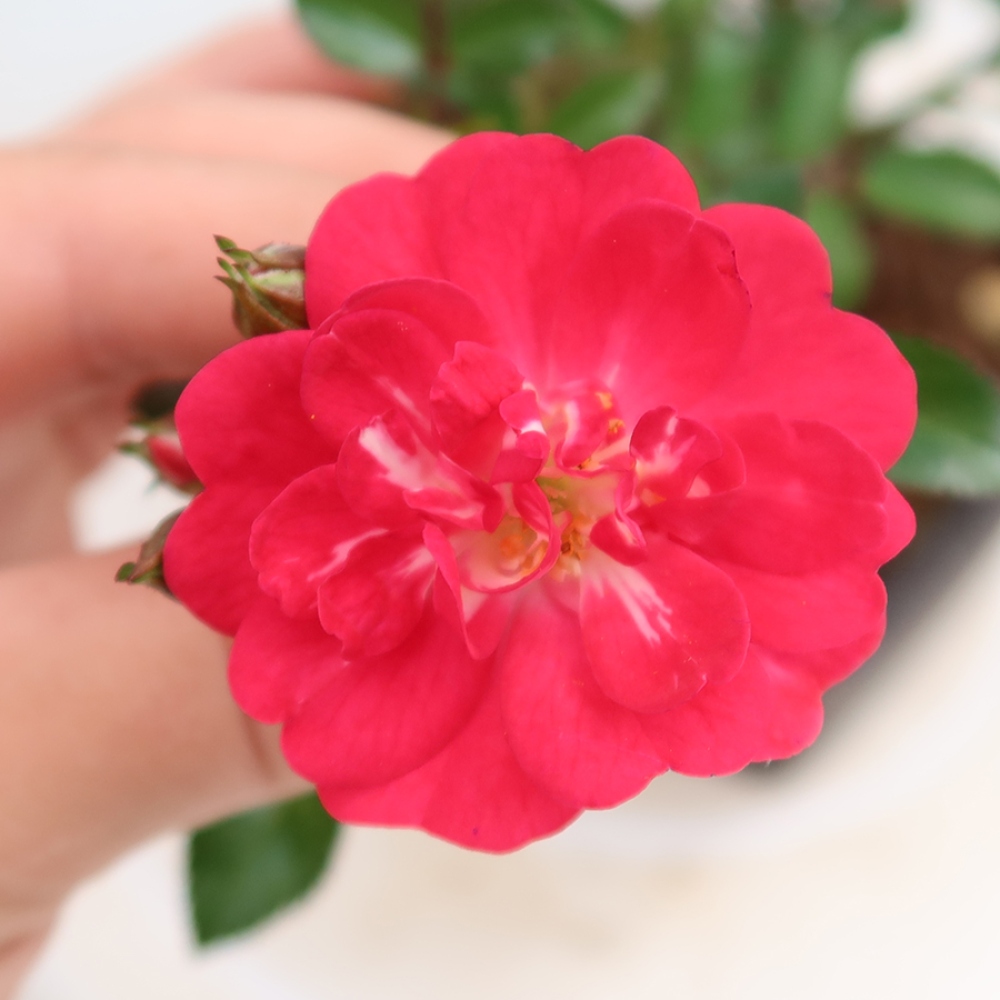Bonsai ogrodowe – Rosa Kordes – róża