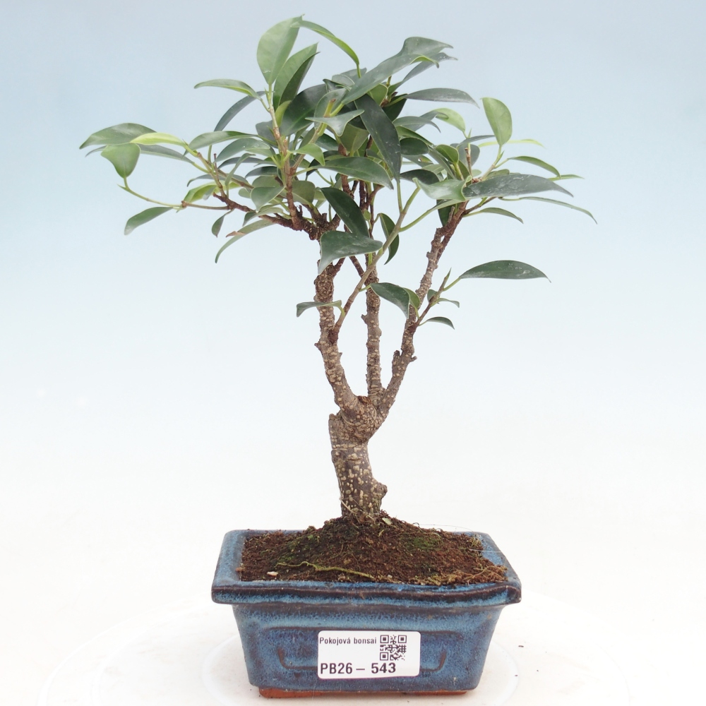 Pokój bonsai Ficus retusa kimmen