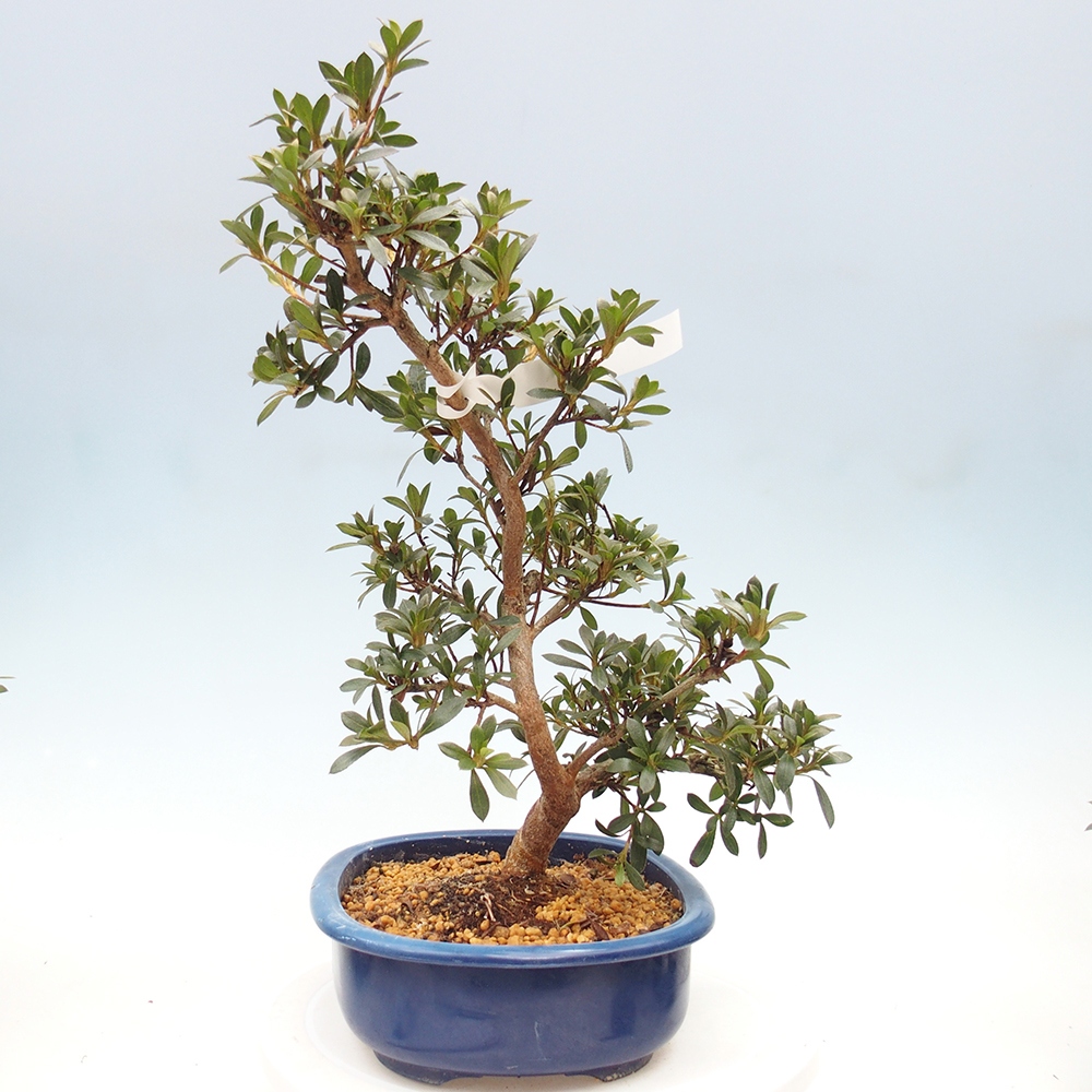 Bonsai zewnętrzne - Azalia japońska - Azalia Reiko