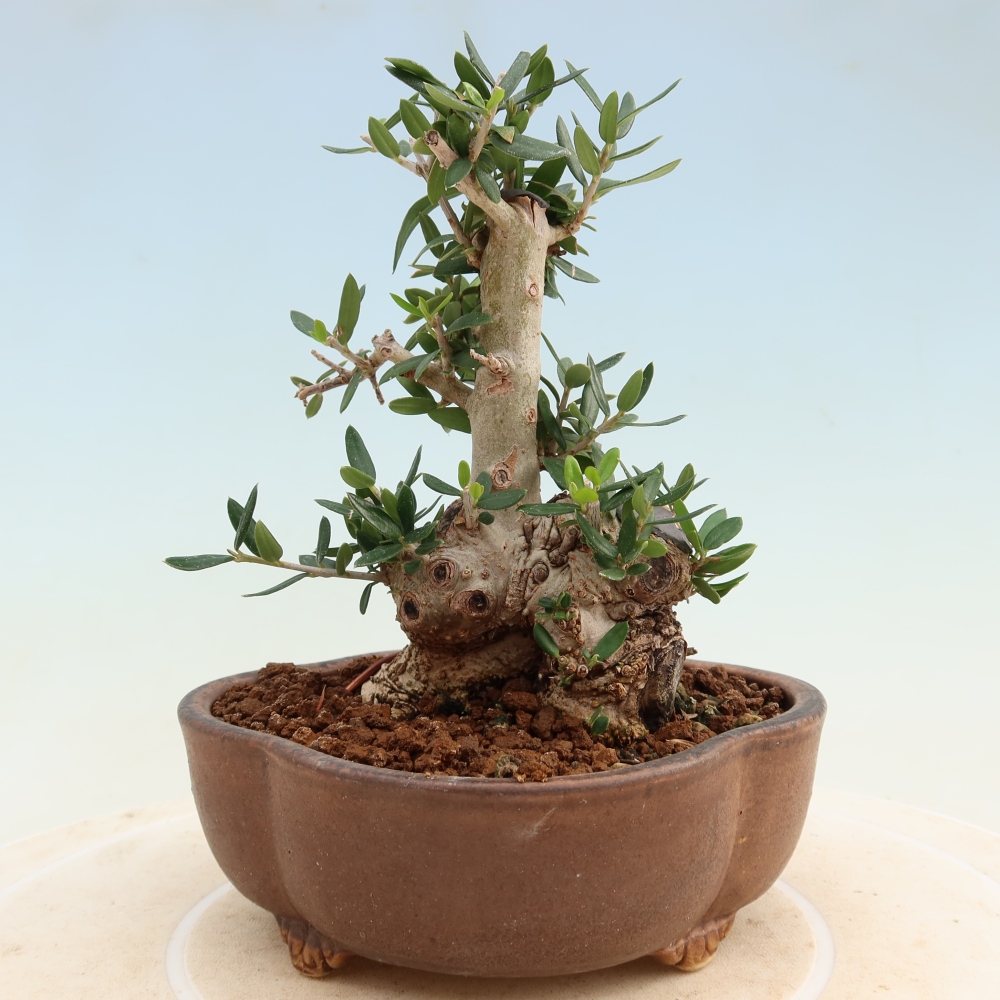 Bonsai do wnętrz - Olea europaea sylvestris
