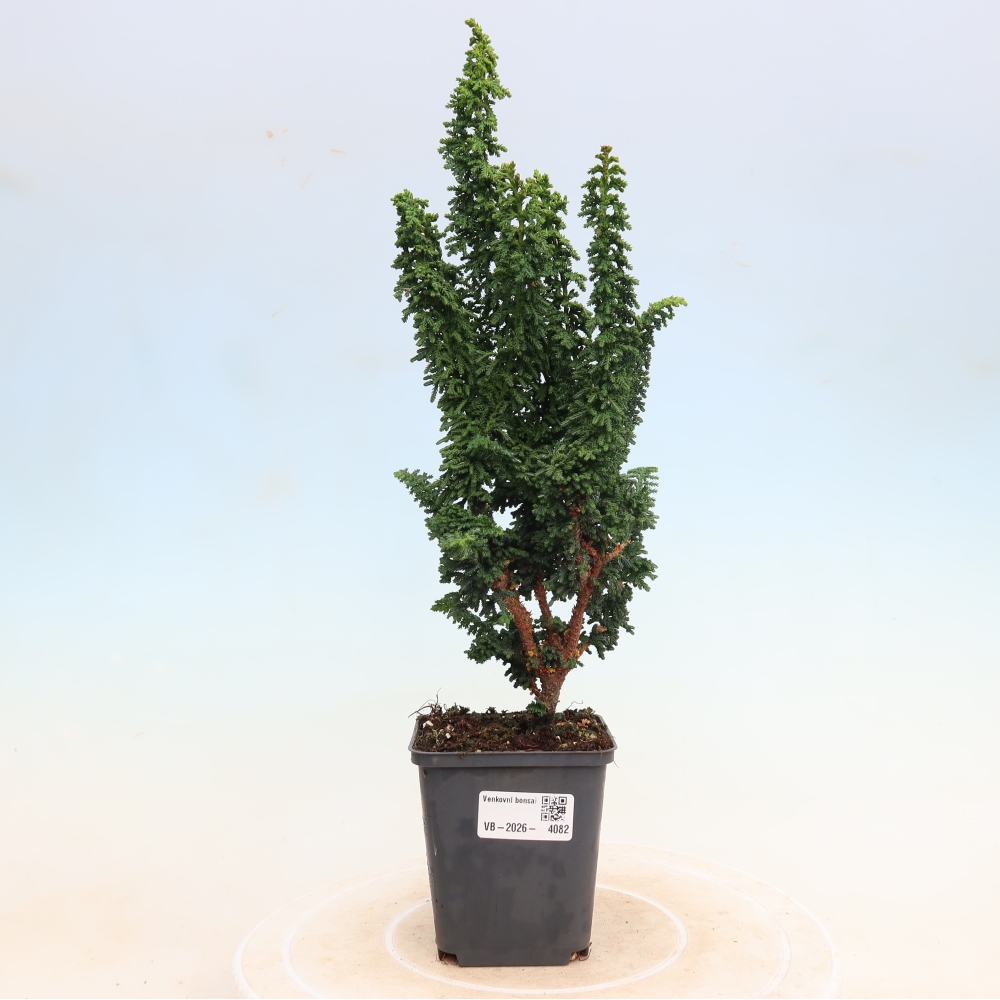 Bonsai zewnętrzne - Cham. obtusa SEKKA HINOKI - Cyprys