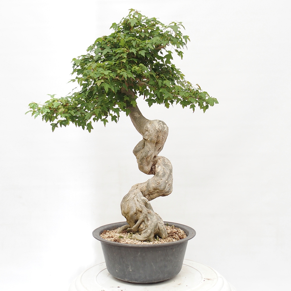 Outdoor bonsai - Maple Buergerianum - Burger Maple