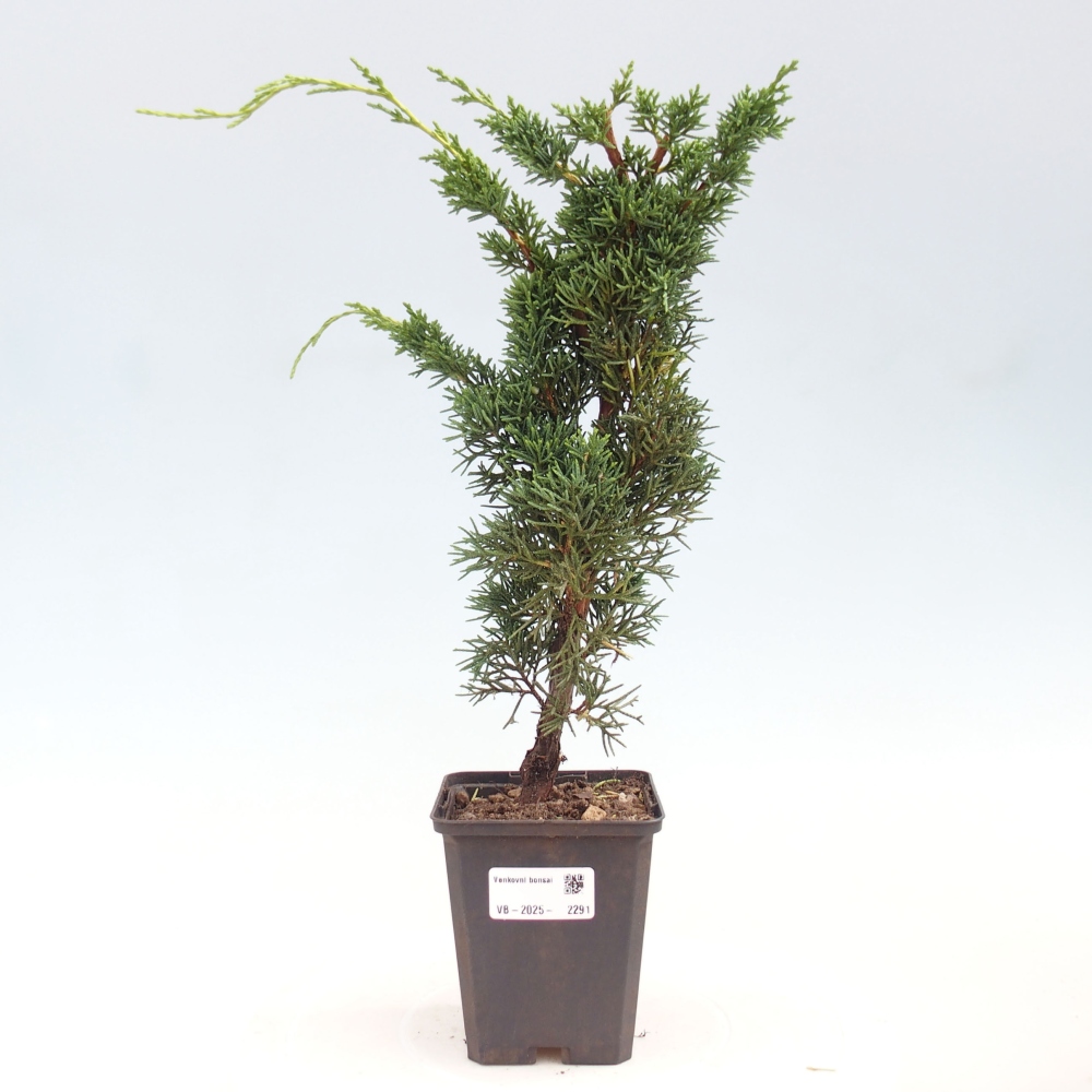Outdoor bonsai - Juniperus chinensis Kishu - chiński jałowiec