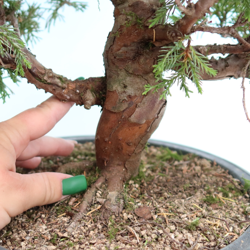 Bonsai ogrodowe – Juniperus chinensis Itoigawa – jałowiec chiński