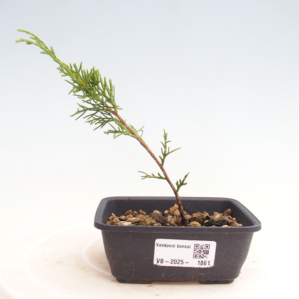 Outdoor bonsai - Juniperus chinensis Itoigawa - Jałowiec chiński