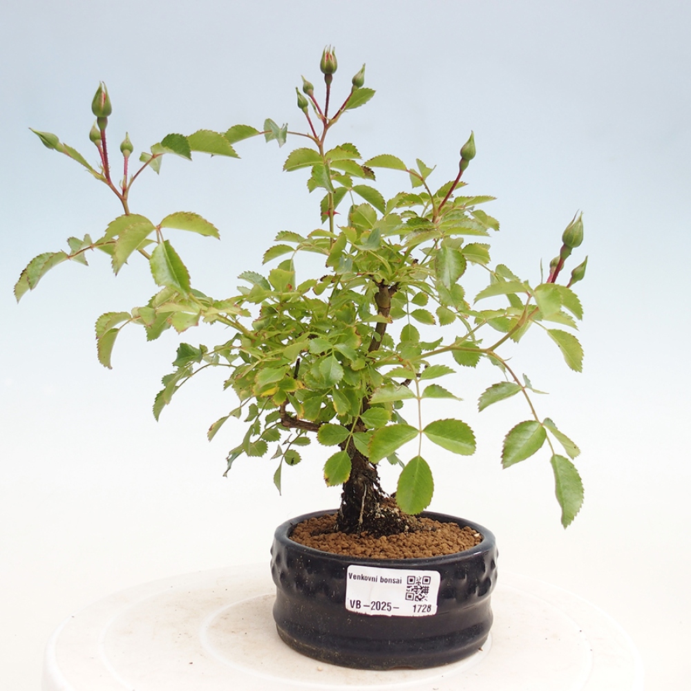 Bonsai na zewnątrz - Rosa Kordes - róża 