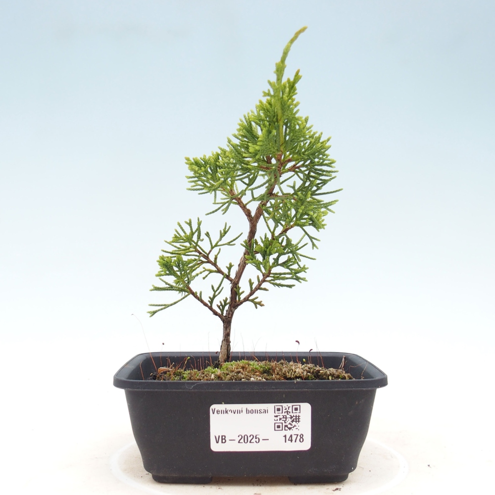 Outdoor bonsai - Juniperus chinensis Itoigawa - Jałowiec chiński
