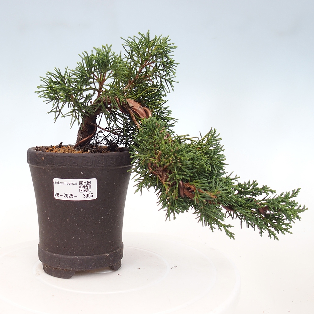 Bonsai zewnętrzne - Juniperus chinensis Kishu - Jałowiec chiński