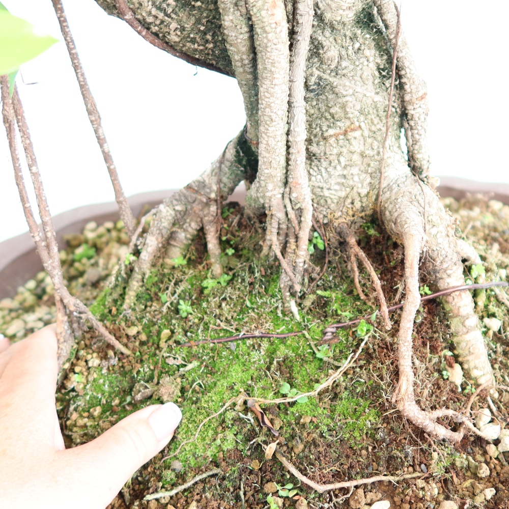 Pokój bonsai - Ficus kimmen - figowiec drobnolistny
