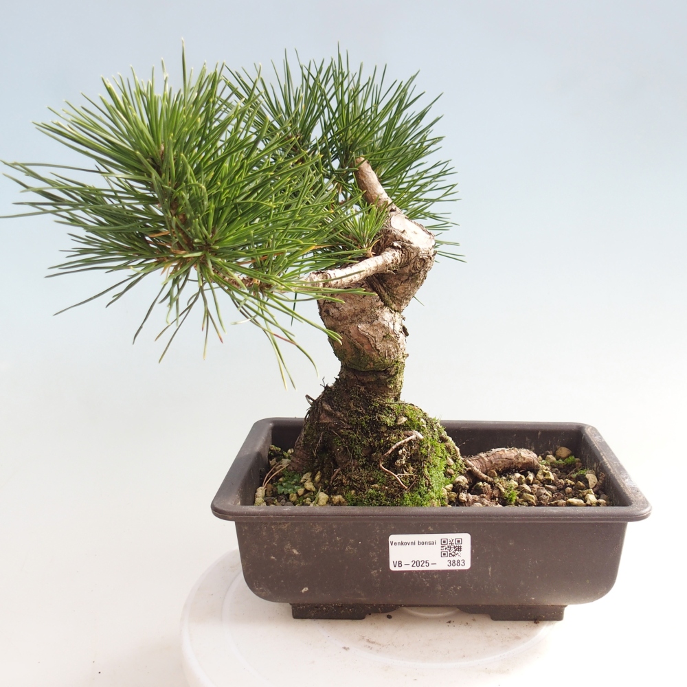 Outdoor bonsai - Pinus thunbergii - sosna Thunberga