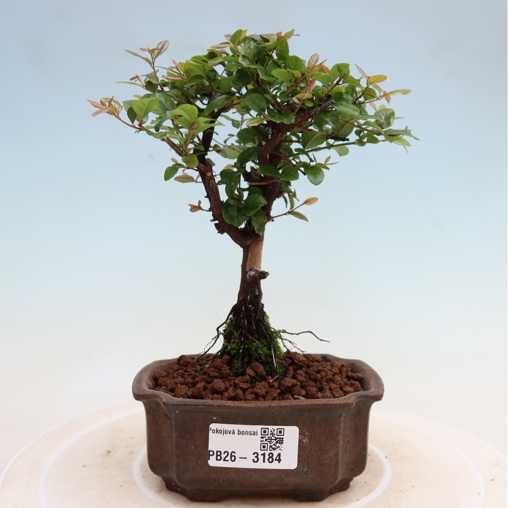 Bonsai pokojowe - Sageretia thea - Sageretia thea