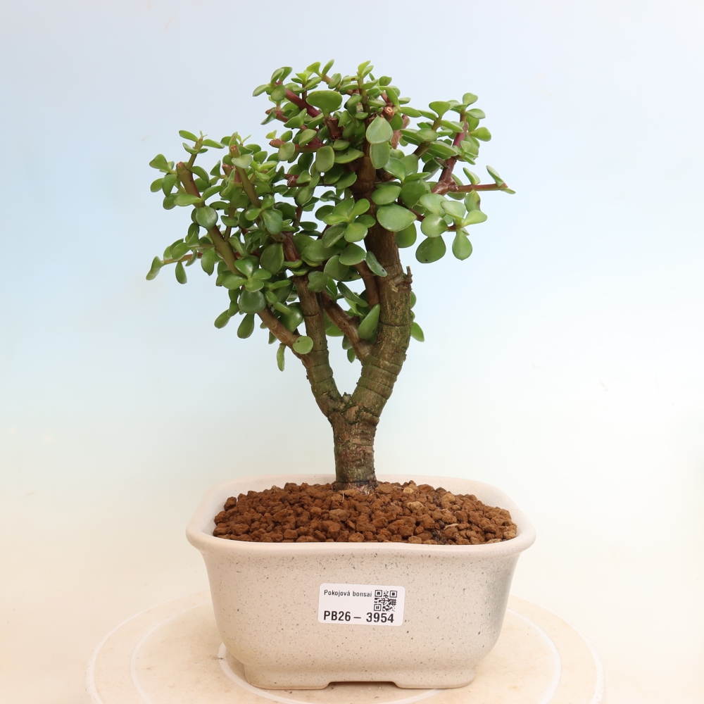 Pokój bonsai - Portulakaria Afra - Tlustice